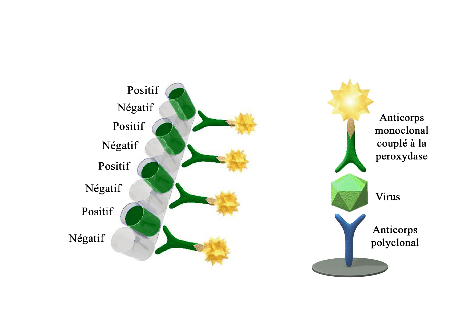 BIO K 338 - Monoscreen AgELISA BPI3 / sandwich, bicupule